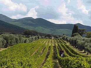 vino-le-volte-dellornellaia-2019-esce-sul-mercato