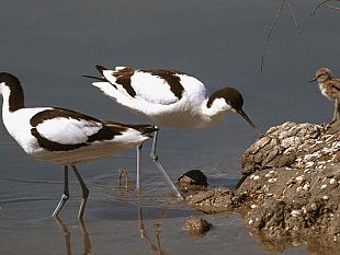 b205182207-wwf-domenica-20-maggio-dalle-ore-10-00-la-festa-delle-oasi