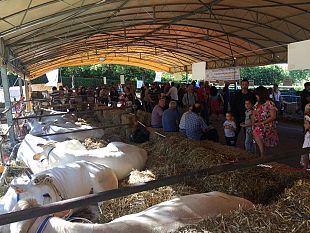 antella-torna-lantica-fiera-contadina