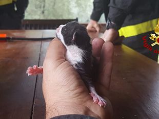 monte-serra-gattini-salvati-ai-margini-dellincendio