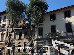 tramvia-taglio-alberi-in-viale-giannotti-le-foto-di-oggi