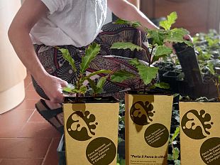 foreste-casentinesi-piccole-querce-in-vendita-per-forestazione-urbana