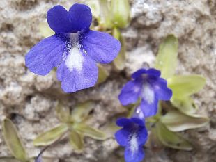 sono-62-in-toscana-le-piante-a-rischio-estinzione