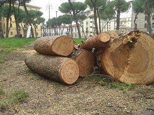 pini-pericolosi-da-abbattere-lungo-la-fi-pi-li-sabato-21-settembre-rampa-chiusa