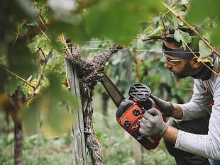 potatura-della-vite-in-toscana-corso-di-dendrochirurgia