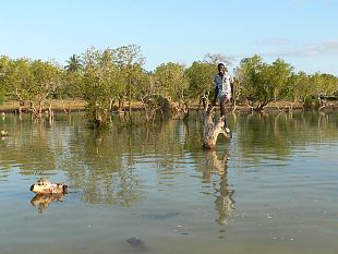 foreste-di-mangrovie-a-rischio-sopravvivenza