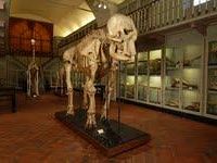 b311051338-elefante-di-linneo-scoperto-al-museo-di-storia-naturale-di-firenze
