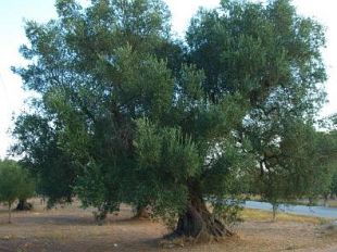 a909281602-aumentato-il-rischio-di-infestazioni-della-mosca-olearia-nell-area-fiorentina