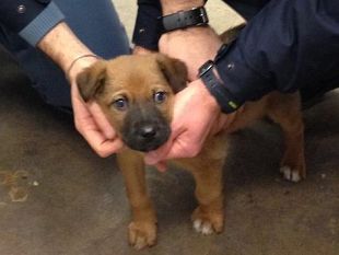 santa-maria-novella-cucciolo-preso-a-calci-in-attesa-di-adozione