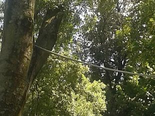 grosso-ramo-cade-in-via-garibaldi-la-mente-torna-alla-tragedia-delle-cascine