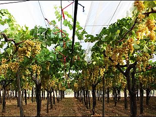 italia-superpotenza-delluva-e-del-vino