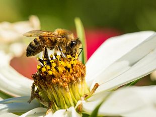 giornata-mondiale-delle-api-eventi-e-iniziative-a-lastra-a-signa