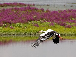 padule-di-fucecchio-liberata-la-cicogna-bianca-foto