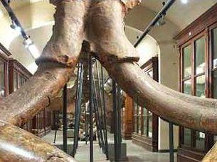 prossima-la-riapertura-del-museo-paleontologico-di-montevarchi