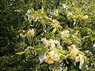gli-alberi-piu-diffusi-a-firenze-tigli-cipressi-bagolari-e-lecci