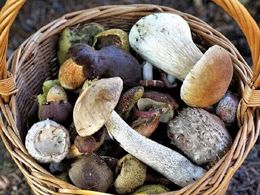 raccolta-funghi-agevolazioni-per-i-residenti-nei-territori-montani