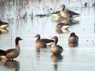 caccia-in-toscana-animali-stremati-chiesto-il-rinvio-della-stagione