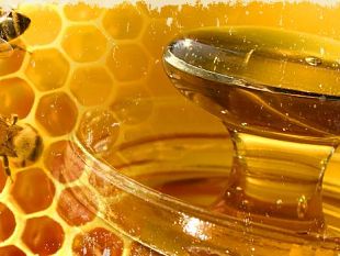 dal-1-agosto-la-nuova-legge-per-lapicoltura-toscana