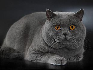 un-gatto-per-amico-5000-gli-ingressi-nel-weekend