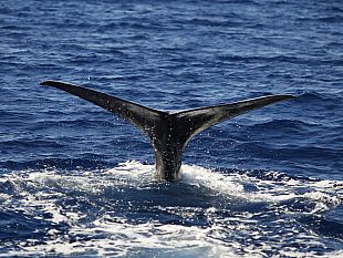 mare-e-inquinamento-da-plastica-capodoglio-di-tetrapak-allorto-botanico