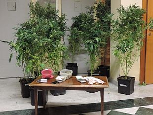 in-camera-mezzo-chilo-di-marijuana-e-cocaina-arrestato-dalla-polizia