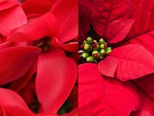 natale-2019-le-previsioni-di-confcommercio-toscana
