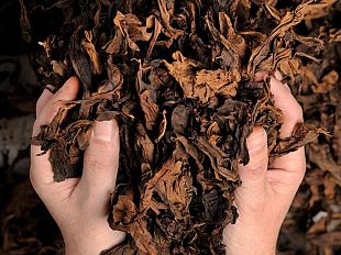 manifatture-sigaro-toscano-trionfa-al-cigar-trophy