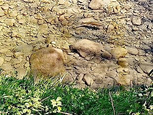 pesca-agonistica-il-ripopolamento-della-trota-di-torrente