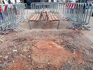 i-due-platani-abbattuti-al-galluzzo-saranno-sostituiti