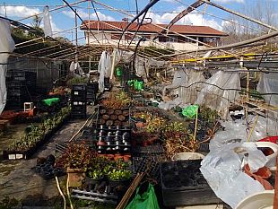 maltempo-vivai-senza-rimborsi-aziende-chiuderanno