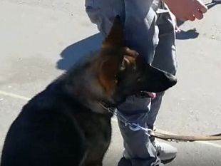 possesso-di-droga-149-denunciati-allautodromo-del-mugello