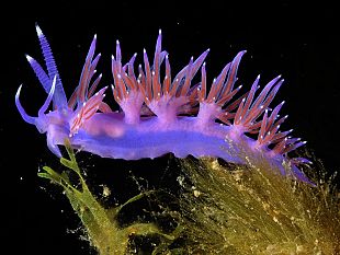 artisti-e-fotografi-per-la-meloria