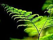 a401281903-su-internet-tutto-il-patrimonio-naturalistico-della-toscana