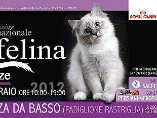 b201161958-alla-fortezza-da-basso-la-mostra-internazionale-felina