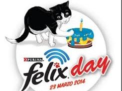 b403131954-toscana-in-gara-per-la-febbre-del-gatto-foto-e-video-spopolano-sul-web