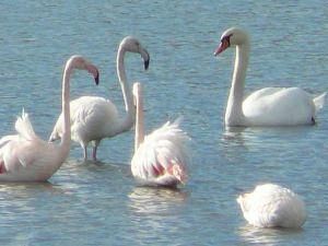a611211935-eccezionale-evento-sul-lago-di-bilancino-56-fenicotteri-rosa-all-oasi-di-gabbianello