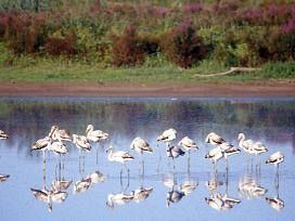 a609131814-un-gruppo-di-fenicotteri-sosta-nel-padule-di-fucecchio