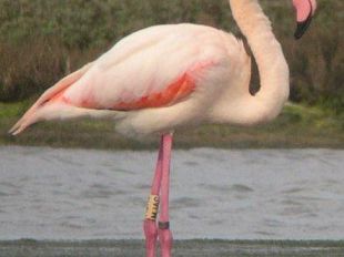 a802211418-piombino-li-osservare-il-fenicottero-nella-riserva-naturale-oasi-wwf-padule-orti-bottagone