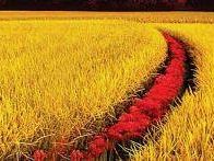 a608111321-festa-de-l-unita-di-siena-ieri-il-dibattito-sullo-sviluppo-sostenibile