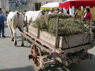 b105290042-xv-festa-della-fienagione-e-della-spolveratura