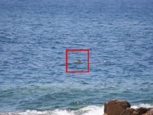 a907161557-una-foca-all-isola-del-giglio