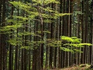 investimenti-produttivi-forestali-5-milioni-di-risorse-in-piu