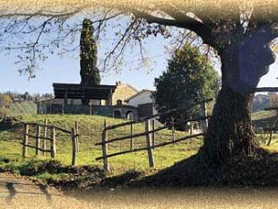 peste-suina-africana-giani-firma-lordinanza-per-rafforzare-le-misure