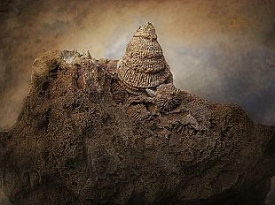 b309191458-la-bellezza-dei-fossili-nelle-immagini-di-art-murphy