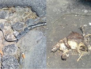 b008161714-a-poggio-imperiale-fili-elettrici-scoperti-e-la-carcassa-di-un-picolo-animale