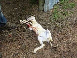 b104151532-un-branco-di-lupi-ha-aggredito-un-gregge-di-pecore-sui-monti-della-calvana