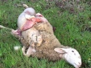 b402191614-emergenza-predatori-cia-toscana-chiede-di-eliminare-ibridi-e-randagi