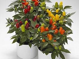 si-avvicina-il-5-peperoncino-day