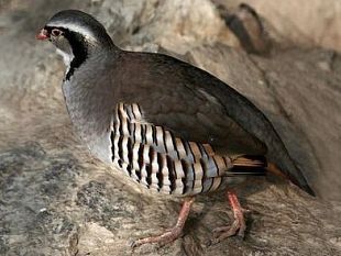 b207251726-danni-in-un-locale-durante-il-compleanno-di-alessio-cerci