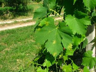 b005101838-vigneti-toscani-possibili-attacchi-di-peronospora